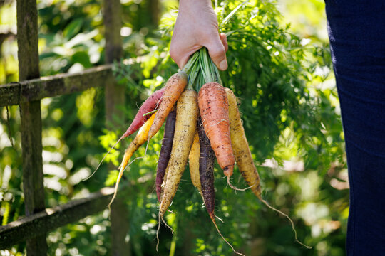 woman gardener holding freshly picked Rainbow carrots from kitchen garden