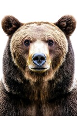 Obraz premium A close-up view of a brown bear's face, showcasing its fur and expression
