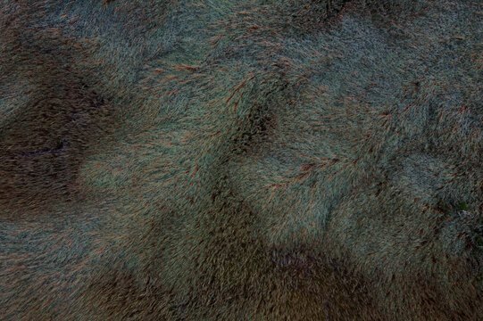 Aerial view of abstract rushes with beautiful textures and patterns, Aviemore, United Kingdom.