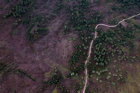 Aerial view of a winding bike track through blooming heather surrounded by lush green forest, Aviemore, Scotland.