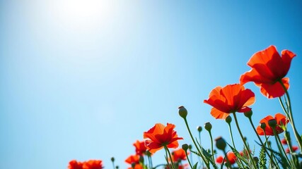Obraz premium Vibrant red poppie in full bloom during a sunny spring day, surrounded by green foliage and blue sky, poppie, flower