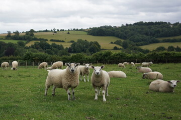 Obraz premium Sheep in a farmland field