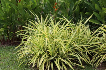 Fototapeta premium cluster of large bushy plants with long slender pointed light green yellow leaves with deep green edges outlines