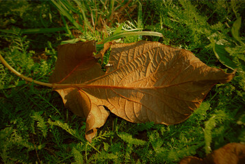 Foliage in the park. Autumn fall leaves of maple trees. Autumn fall leaves in sunlight. Natural autumn background. Autumnal background. Foliage, falling leaves background. Autumn leaf. Autumnal mood.