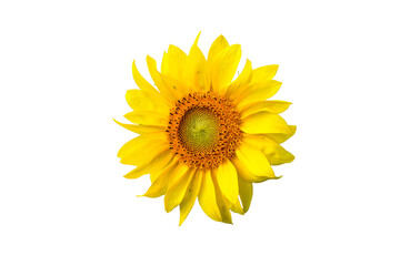 Fototapeta premium A sunflower blossom in the garden in .png