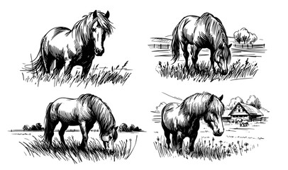 Peaceful countryside horse near barn – black vector drawing © Luka