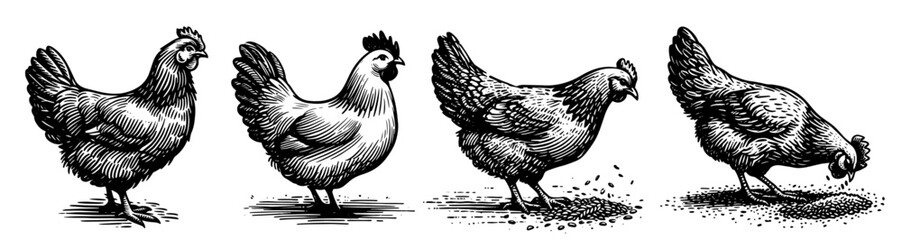 hand-drawn chicken silhouettes for farm decor – black vector © Luka