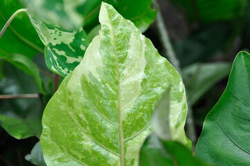 Anthurium Renaissance or Anthurium Renaissance leaf ,leaves or Anthurium leaf or bicolor leaf