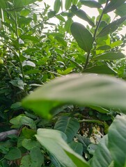 leaves in the jungle, green nautre, beautifull,  close up of leaves of a plant, green, leaf, green...
