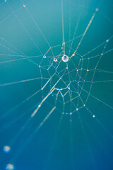 dew drops on a spider's web in the rays of the sun