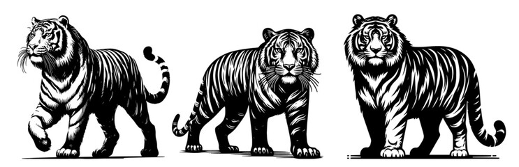 striking tiger silhouette in line art style, showcasing the beauty of this majestic creature black vector