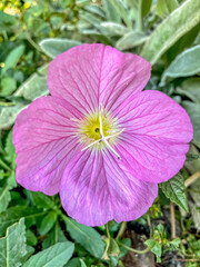  A close up of a purple flower in a garden in summer