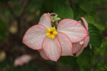 close-up tiny red orange golden yellow flower atop white pink mauve purple leaves with red edges © Don Hoskins