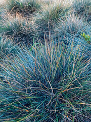 Dry grass in the meadow close up. Nature background