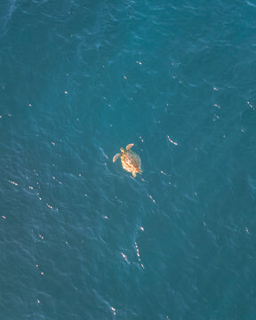Aerial view of Sandy Bay with swimming turtles in clear water, Cape Range National Park, Western Australia.