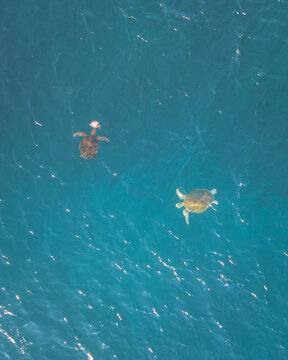 Aerial view of sandy bay with turtles and jellyfish in a tranquil ocean, Cape Range National Park, Australia.