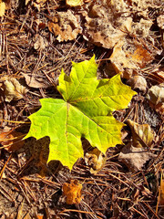 Autumn maple leaves on the ground in the forest, top view