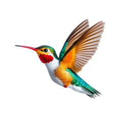 Fototapeta premium Colorful hummingbird in flight, isolated on transparent background.