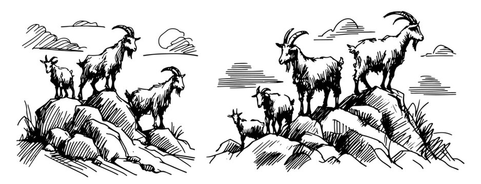 detailed sketch of wild goats on rocky mountain, black vector art