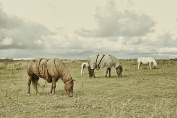 Fototapeta premium Horse, group and countryside with ground, agriculture and grass with equestrian, riding animal and nature. Green, stallion and mare with herd and landscape, sustainable and pony in Ireland with hay