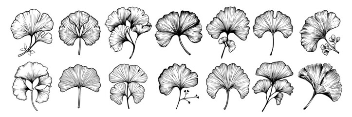hand-drawn ginkgo leaves in various styles, black vector botanical illustration