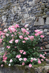 beau massif de fleures roses