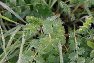 petite végétation et ses gouttes de pluie