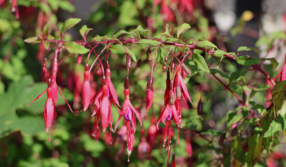 un fuchsia retombant