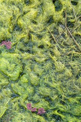 Natural texture in nature with natural plant surface of marsh grass and spirulina.