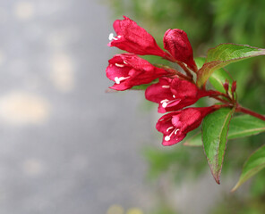 fleures rouge au pistil blanc