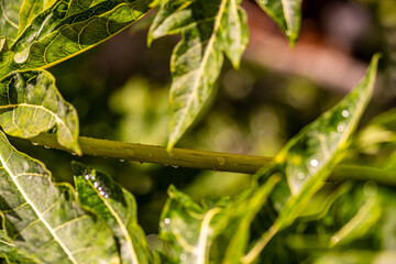 Gotas de agua en la vegetación al aire libre.