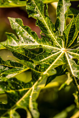 Gotas de agua en la vegetación al aire libre.
