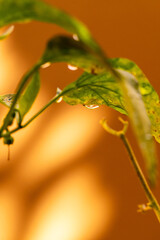 Gotas de agua en la vegetación al aire libre.
