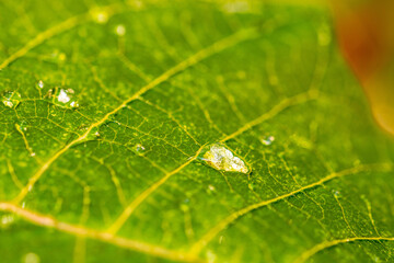 Gotas de agua en la vegetación al aire libre.