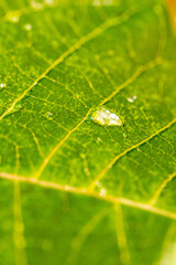 Gotas de agua en la vegetación al aire libre.