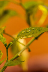 Gotas de agua en la vegetación al aire libre.