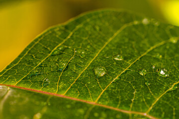 Gotas de agua en la vegetación al aire libre.