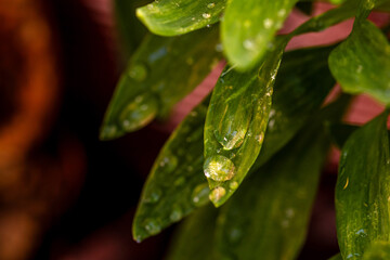 Gotas de agua en la vegetación al aire libre.