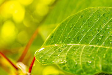Gotas de agua en la vegetaci&oacute;n al aire libre.