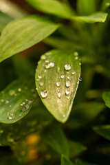 Gotas de agua en la vegetación al aire libre.