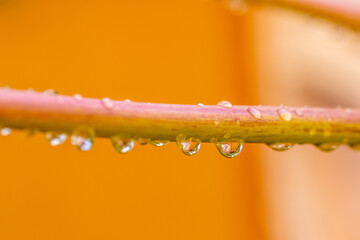 Gotas de agua en la vegetación al aire libre.