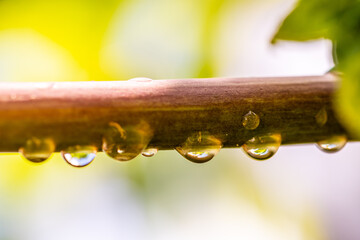Gotas de agua en la vegetación al aire libre.