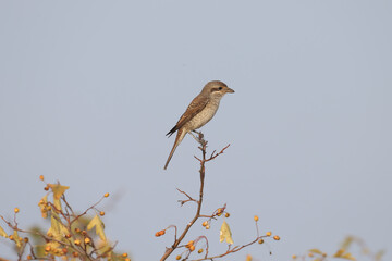 A female red-backed shrike (Lanius collurio) perches on top of a hawthorn bush against a blue sky.