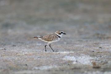 Obraz premium An adult male and chicks of the Kentish plover (Anarhynchus alexandrinus) are photographed close-up on the shore of an estuary in Ukraine.