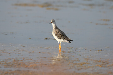 A close-up of a ruff migrant (Calidris pugnax) standing in the blue water of an estuary in the soft morning light
