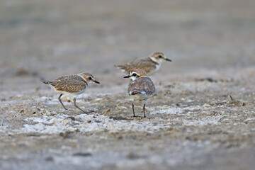 An adult male and chicks of the Kentish plover (Anarhynchus alexandrinus) are photographed close-up on the shore of an estuary in Ukraine.