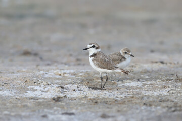 An adult male and chicks of the Kentish plover (Anarhynchus alexandrinus) are photographed close-up on the shore of an estuary in Ukraine.