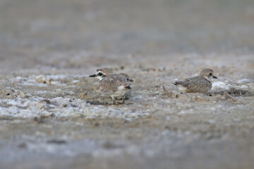 An adult male and chicks of the Kentish plover (Anarhynchus alexandrinus) are photographed close-up on the shore of an estuary in Ukraine.