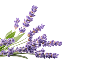 Lavender blooms elegantly arranged against a pristine background in soft morning light