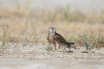 A young female common kestrel (Falco tinnunculus) is photographed very close-up, sitting on the sand in a thicket of saltwort and staring at the photographer. Detailed photo of the bird's plumage